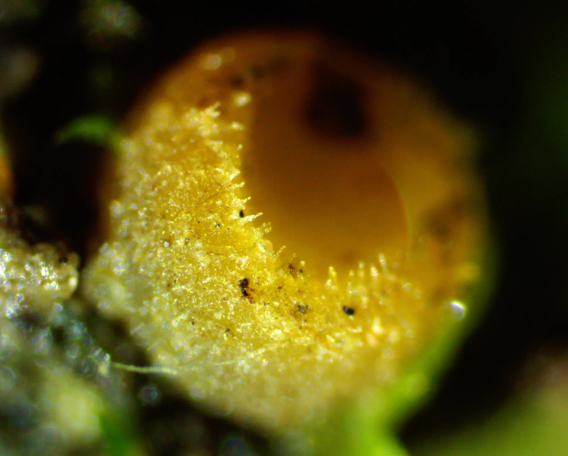 Octosporopsis nicolai, detalle (2)